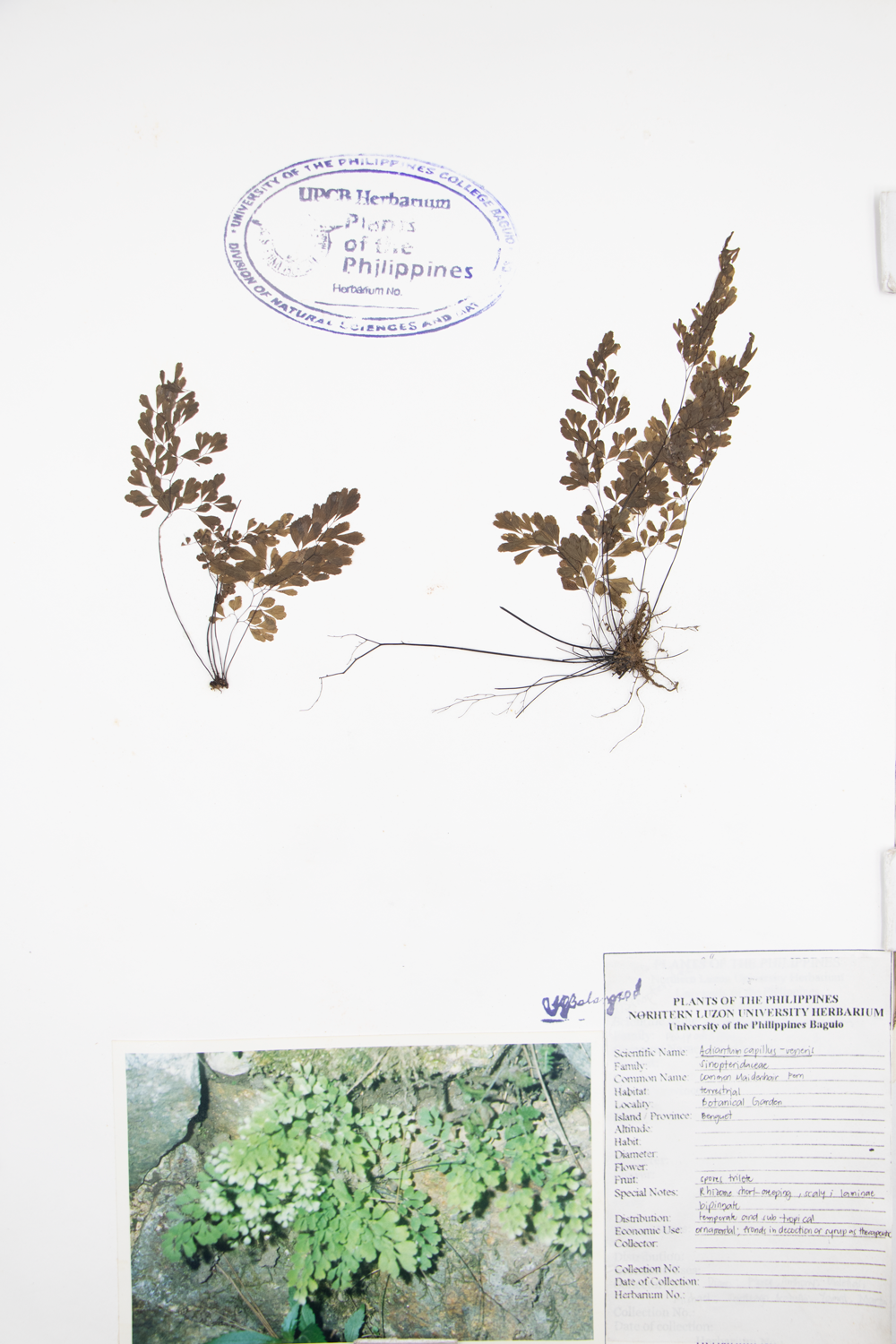 Image of Pteridaceae Adiantum capillus-veneris