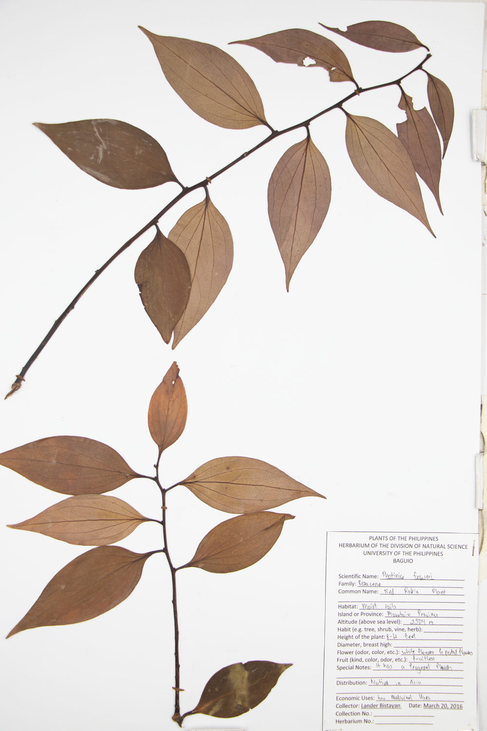 Image of Rosaceae Photinia x fraseri