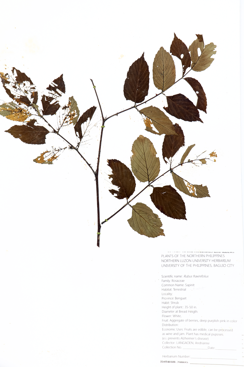 Image of Rosaceae Rubus fraxinifolius