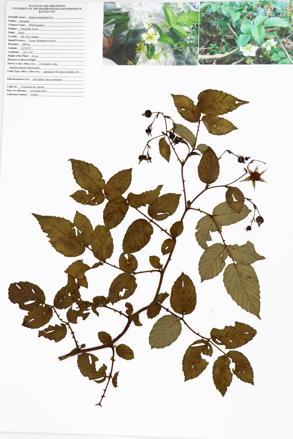 Image of Rosaceae Rubus fraxinifolius