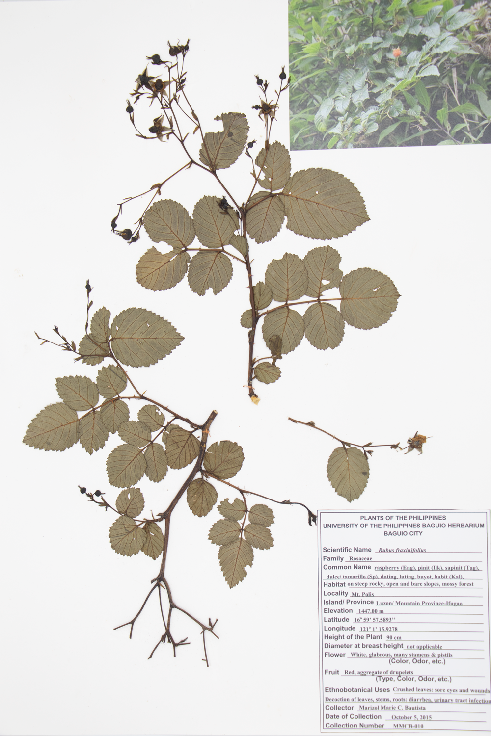 Image of Rosaceae Rubus fraxinifolius