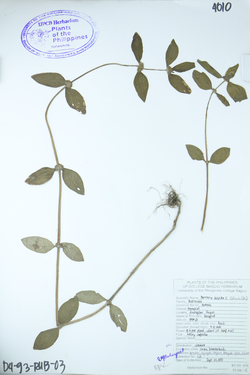 Image of Rubiaceae Spermacoce neohispida