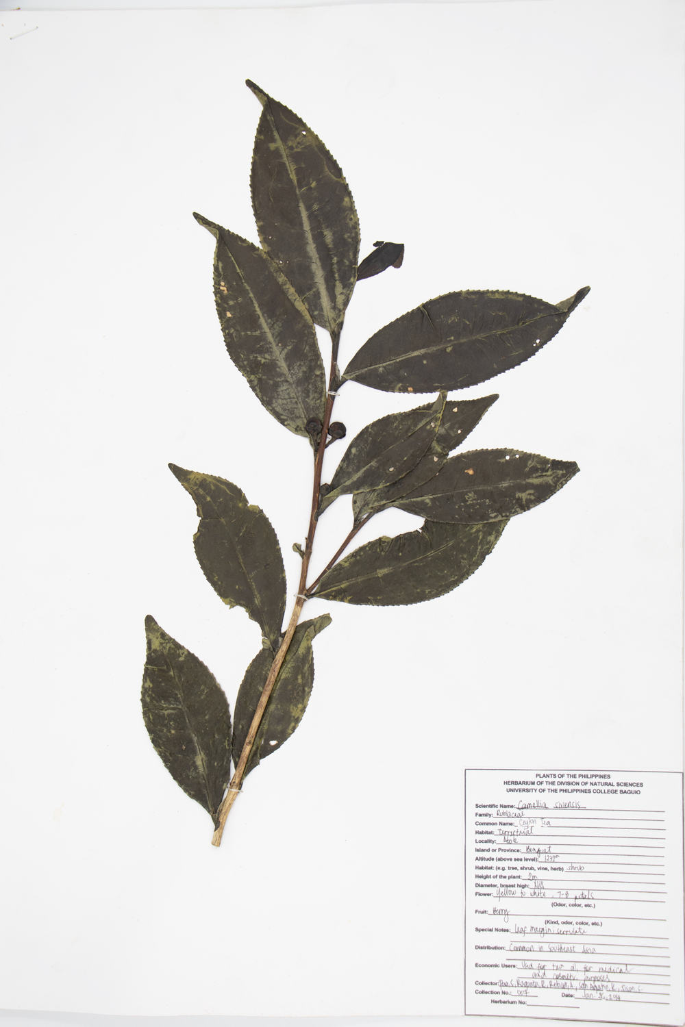 Image of Theaceae Camellia sinensis