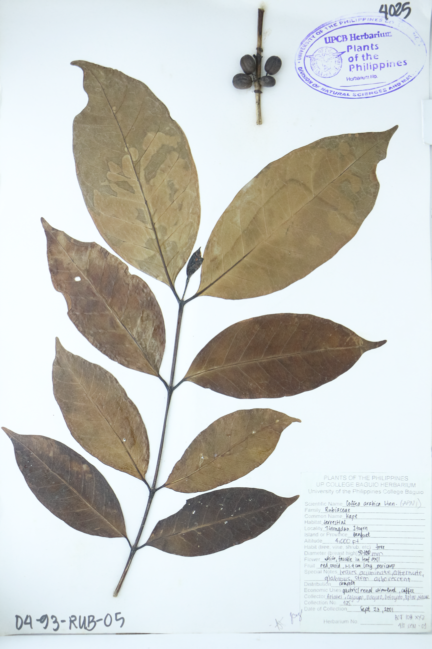 Image of Rubiaceae Coffea arabica