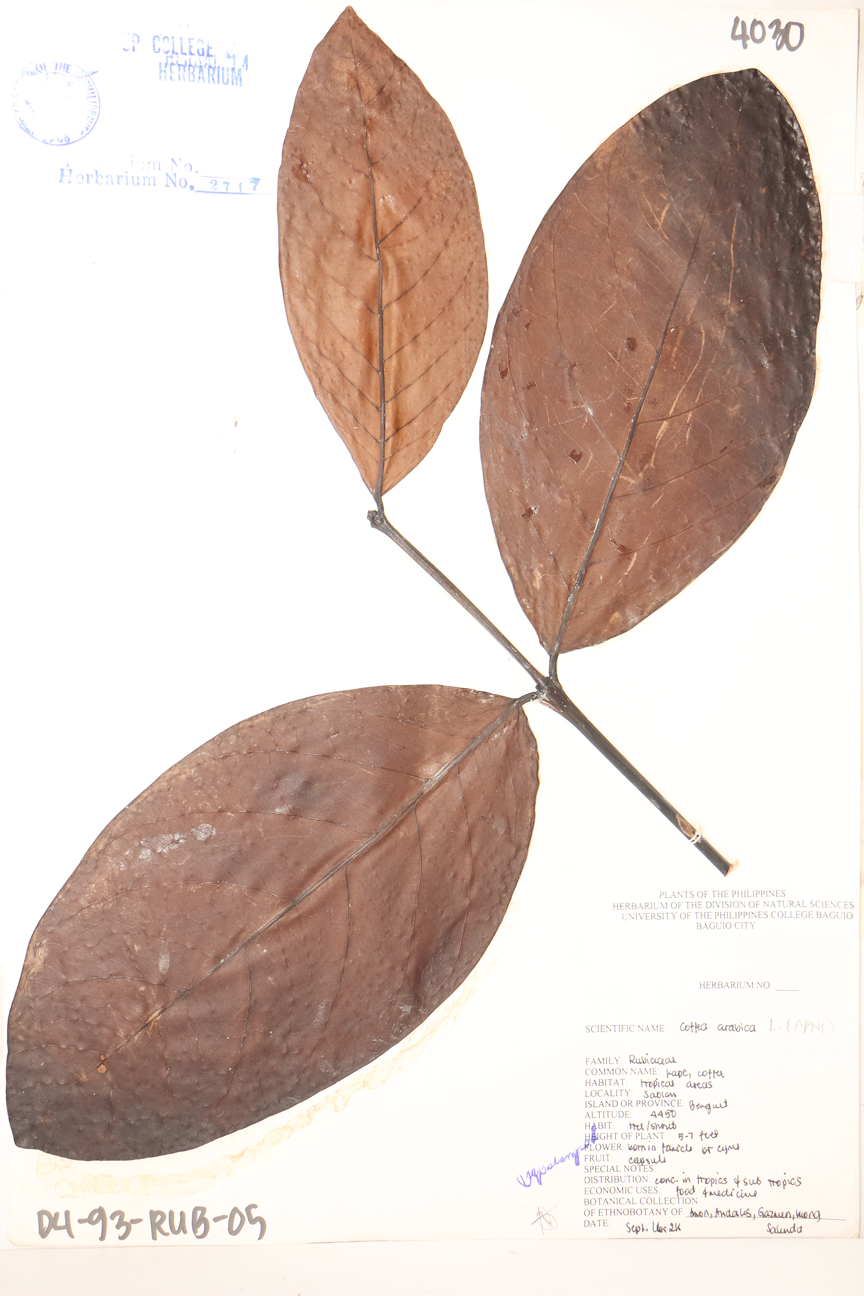 Image of Rubiaceae Coffea arabica