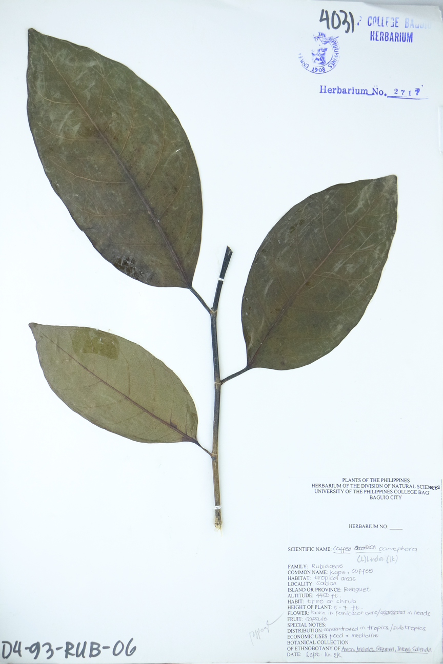 Image of Rubiaceae Coffea canephora