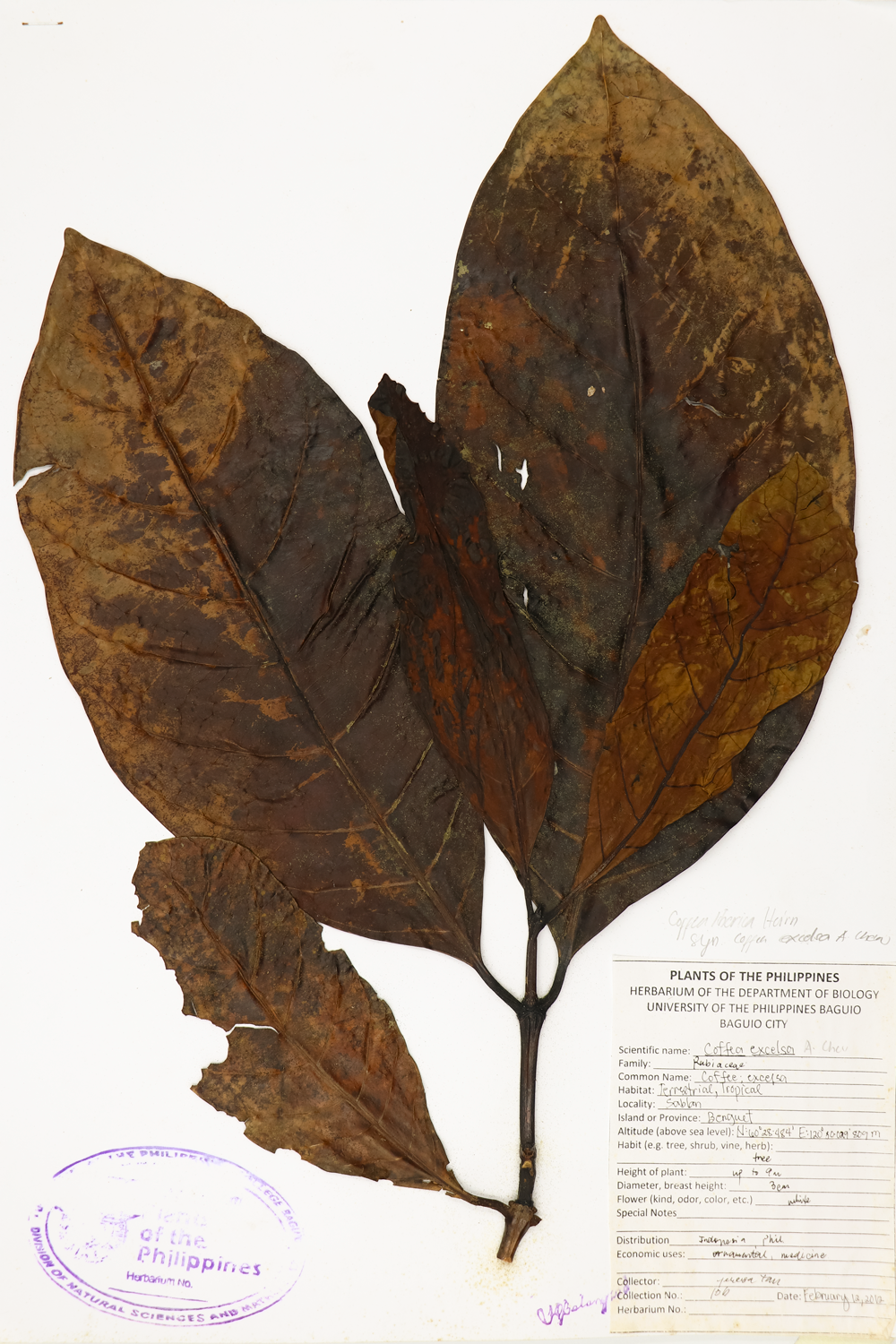 Image of Rubiaceae Coffea liberica var. dewevrei