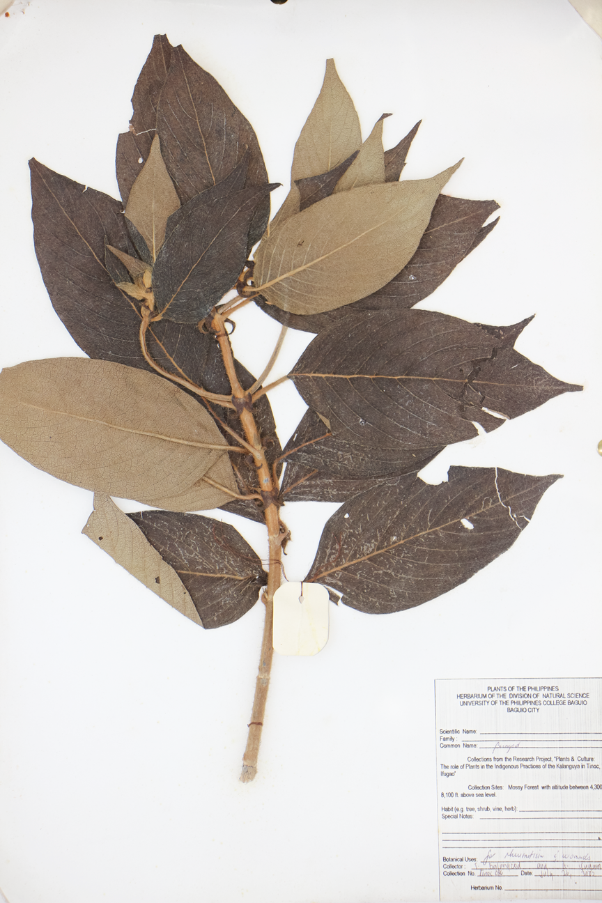 Image of Rubiaceae Mussaenda erythrophylla