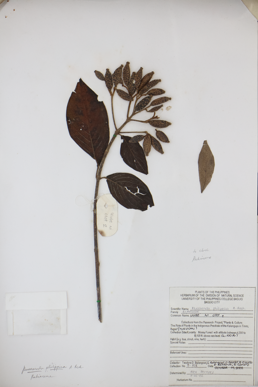 Image of Rubiaceae Mussaenda philippica