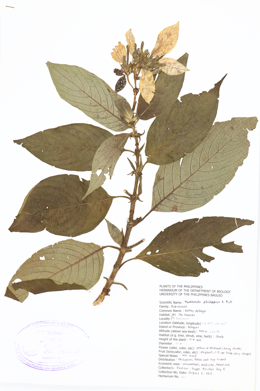 Image of Rubiaceae Mussaenda philippica