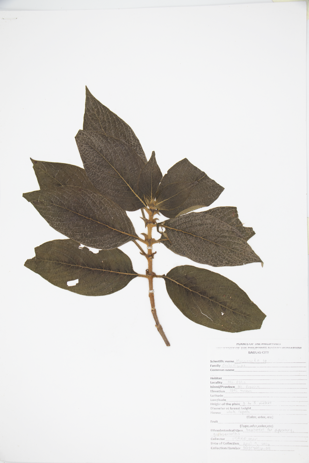 Image of Rubiaceae Mussaenda erythrophylla