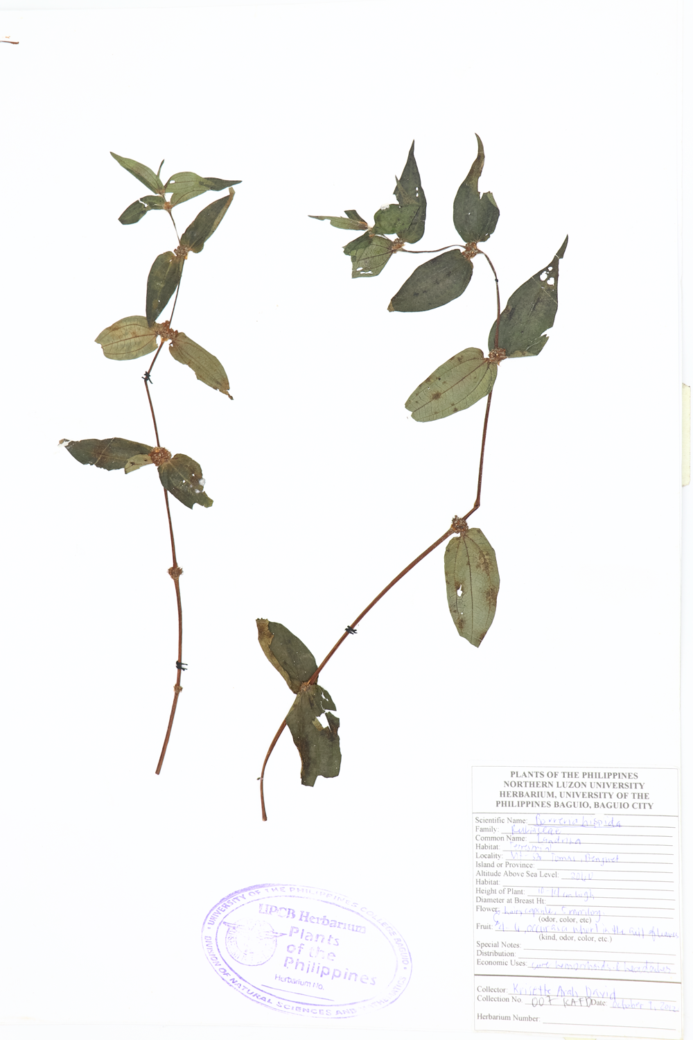 Image of Rubiaceae Spermacoce neohispida