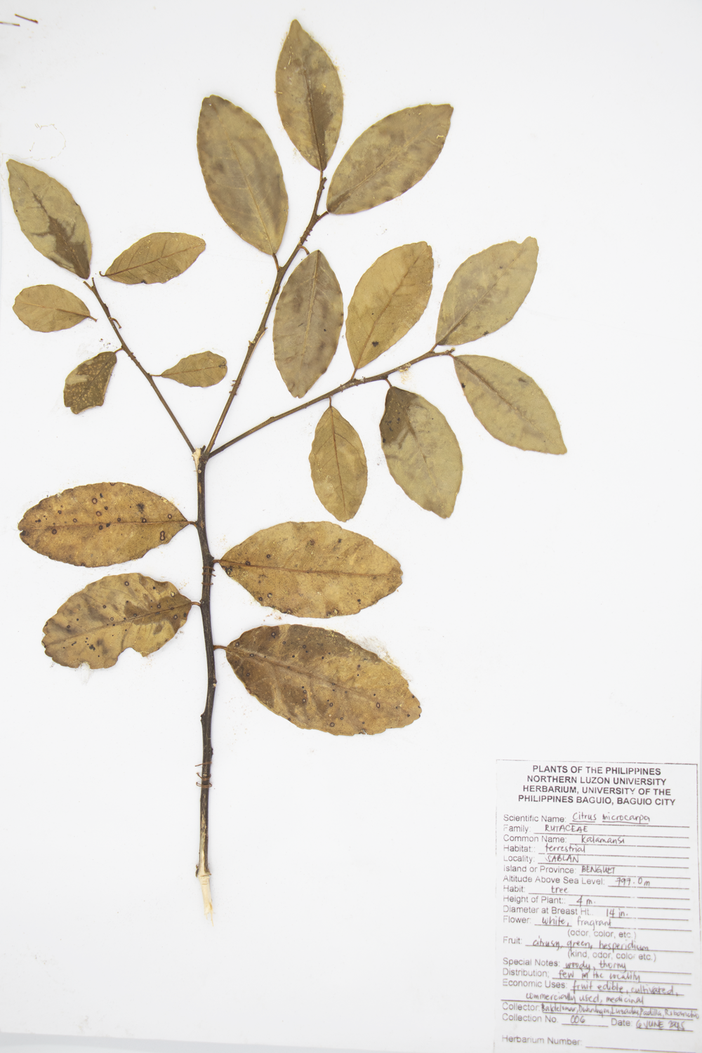 Image of Rutaceae Citrus japonica