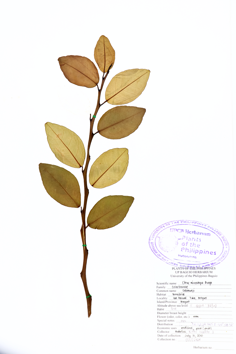 Image of Rutaceae Citrus japonica