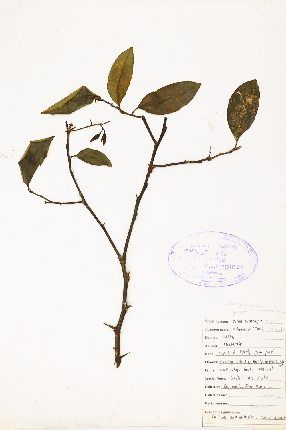 Image of Rutaceae Citrus japonica