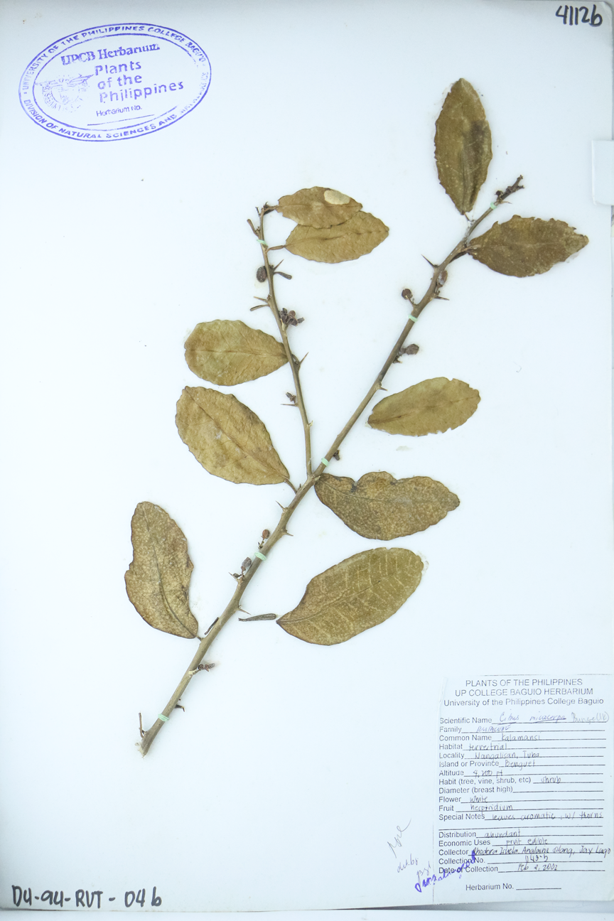 Image of Rutaceae Citrus japonica