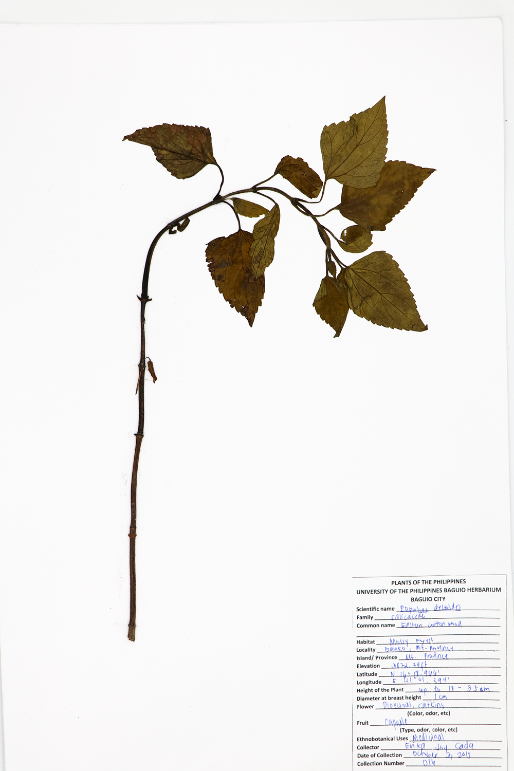 Image of Salicaceae Populus deltoides