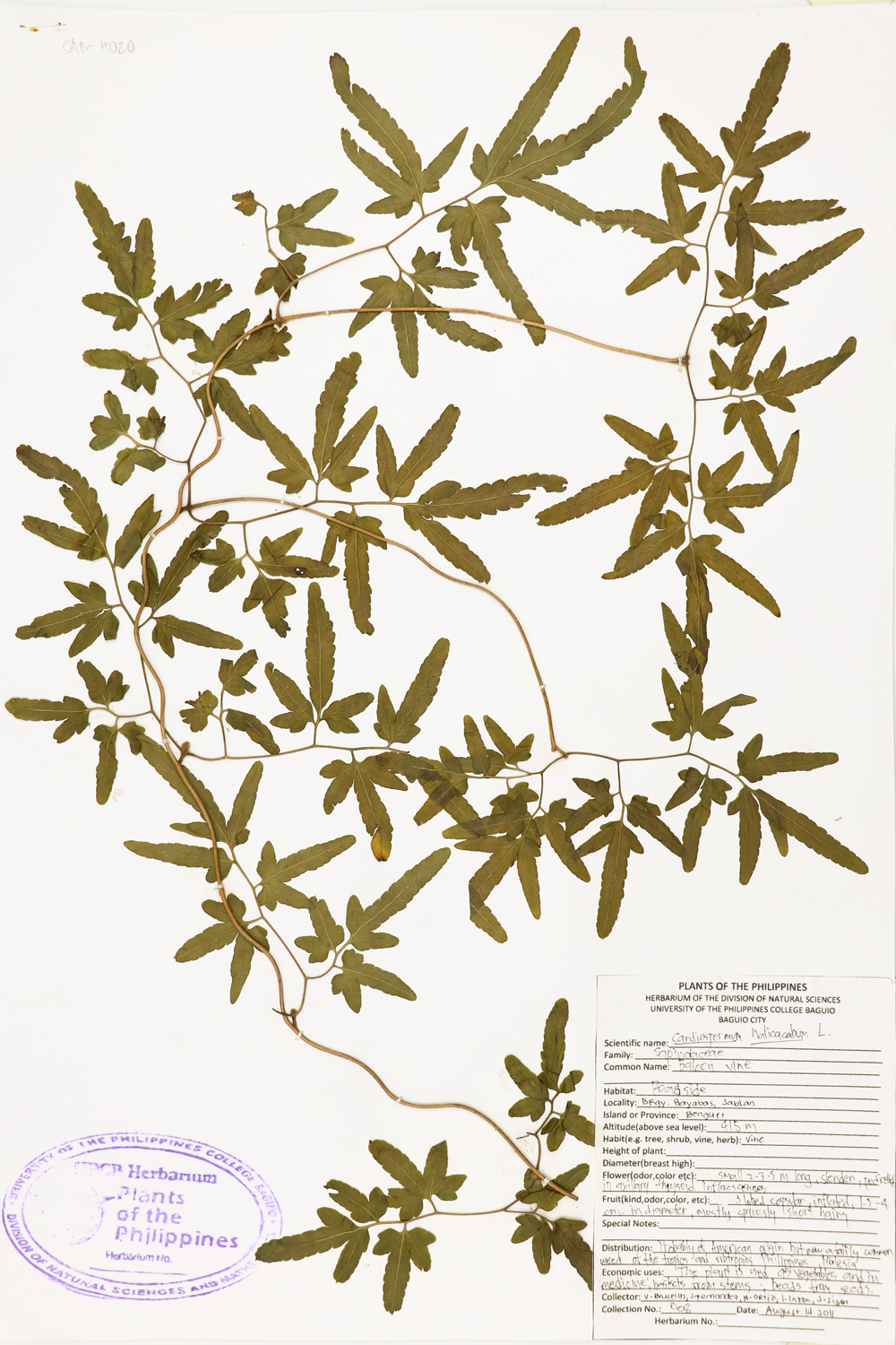 Image of Sapindaceae Cardiospermum halicacabum