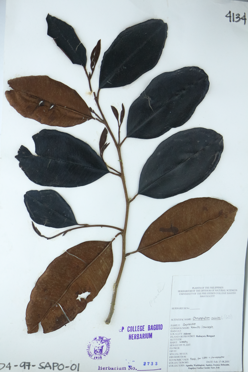 Image of Sapotaceae Chrysophyllum cainito