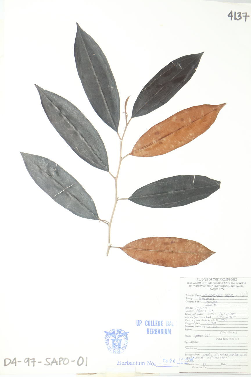 Image of Sapotaceae Chrysophyllum cainito