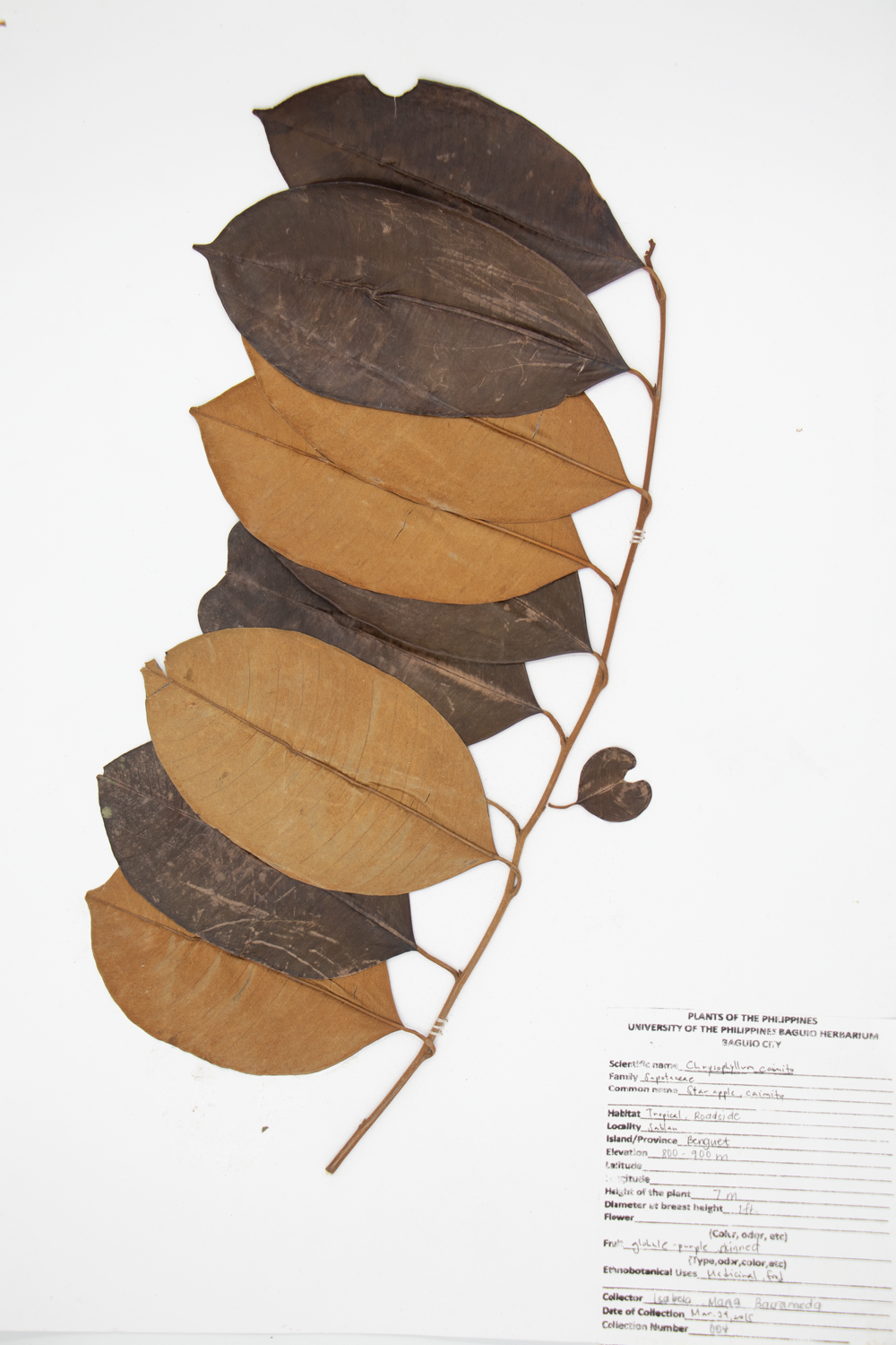 Image of Sapotaceae Chrysophyllum cainito