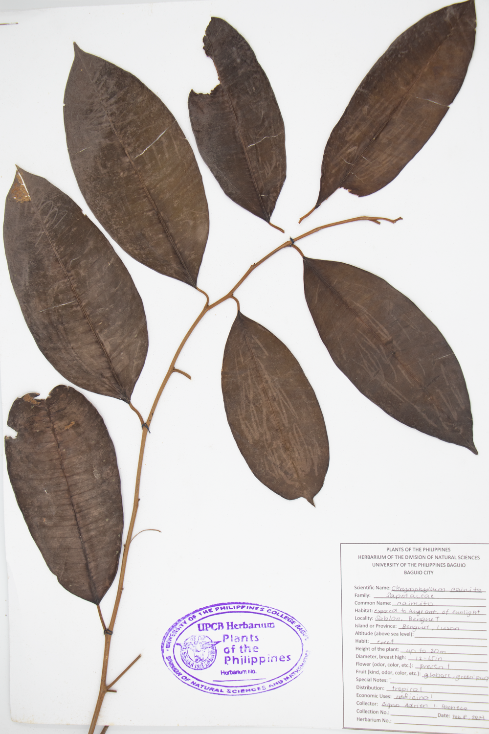 Image of Sapotaceae Chrysophyllum cainito