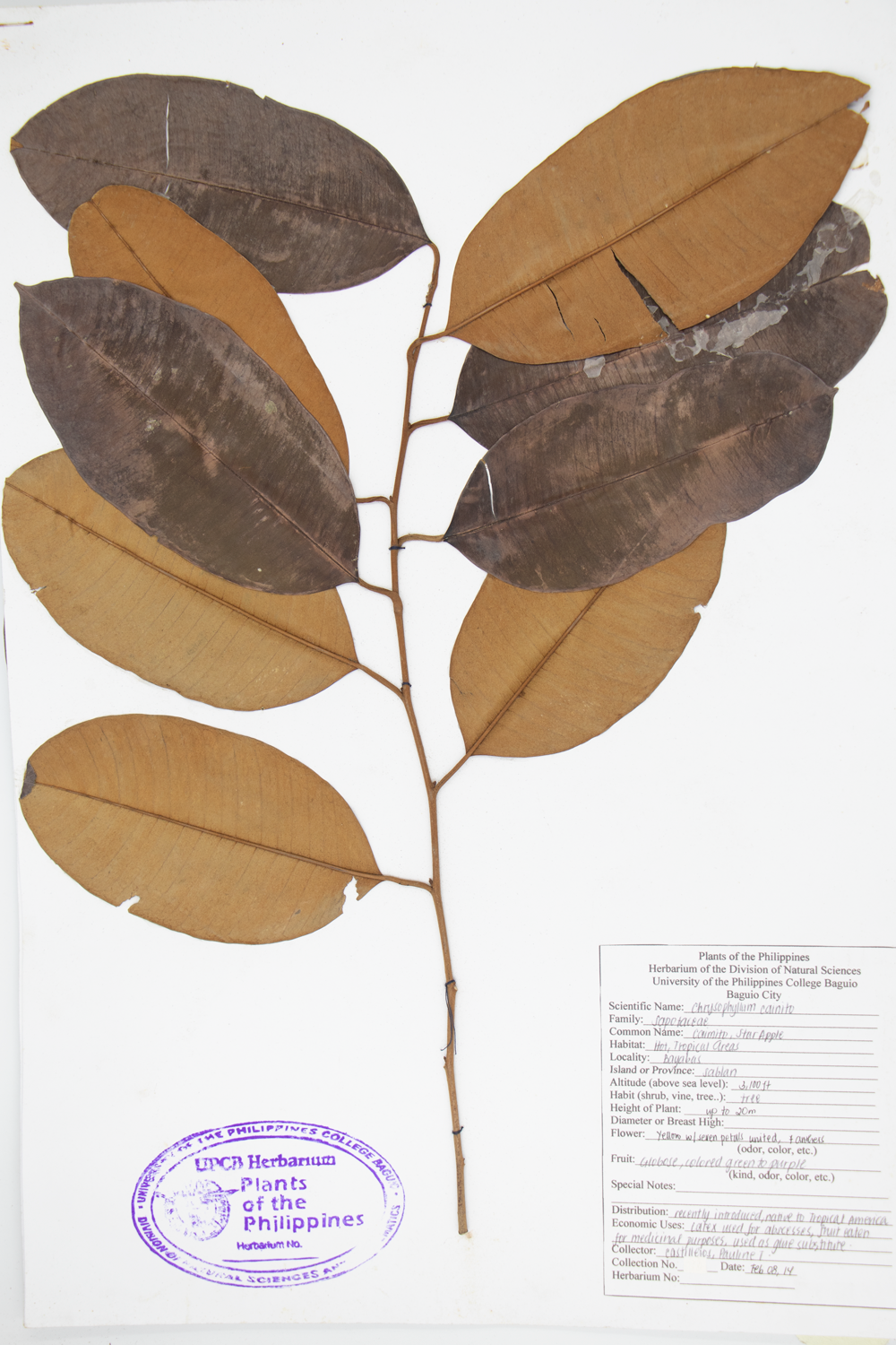 Image of Sapotaceae Chrysophyllum cainito