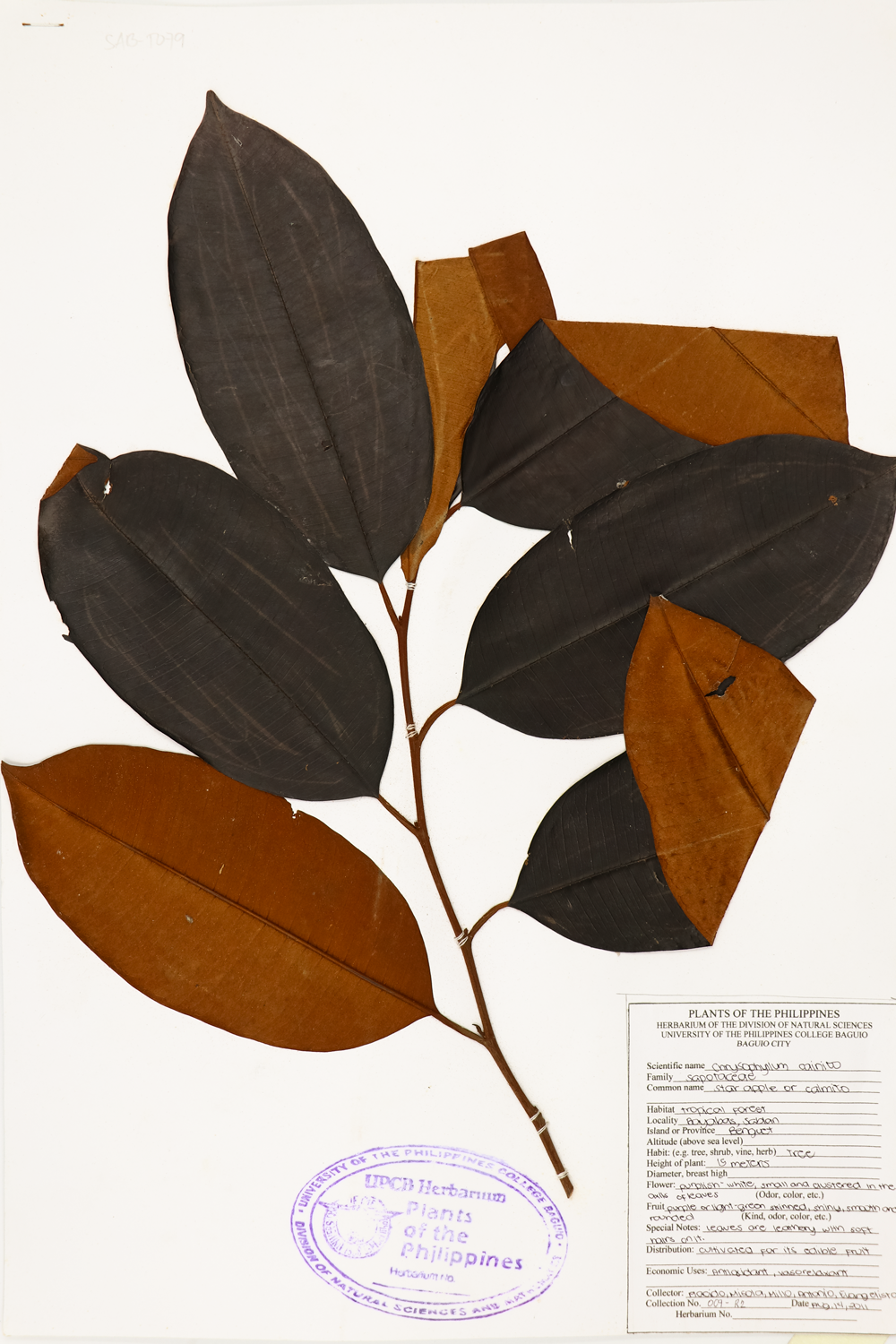 Image of Sapotaceae Chrysophyllum cainito