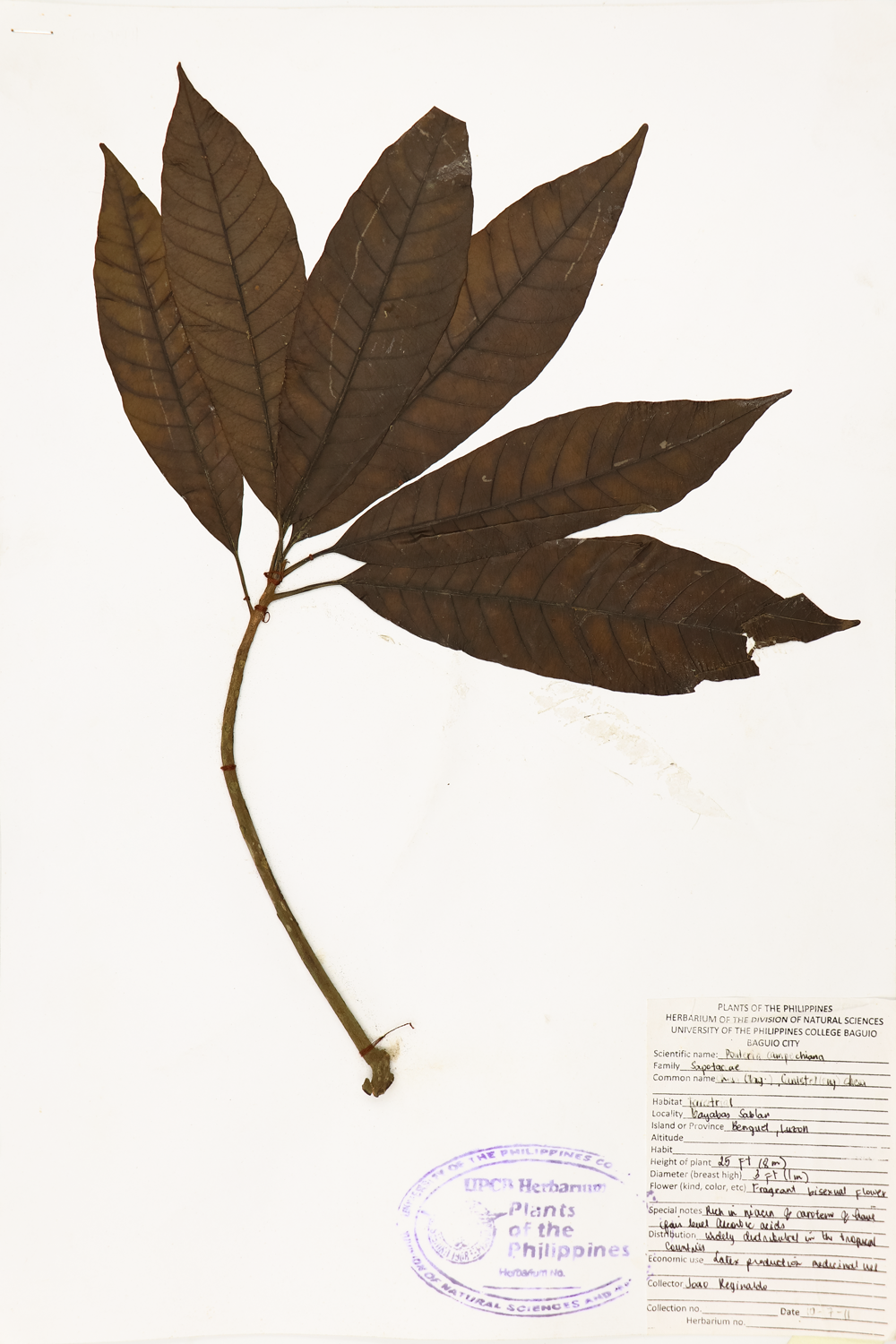 Image of Sapotaceae Pouteria campechiana