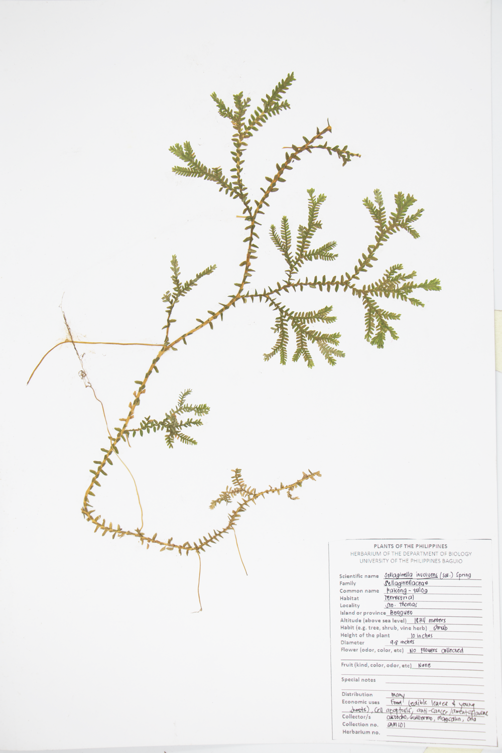 Image of Selaginellaceae Selaginella involvens