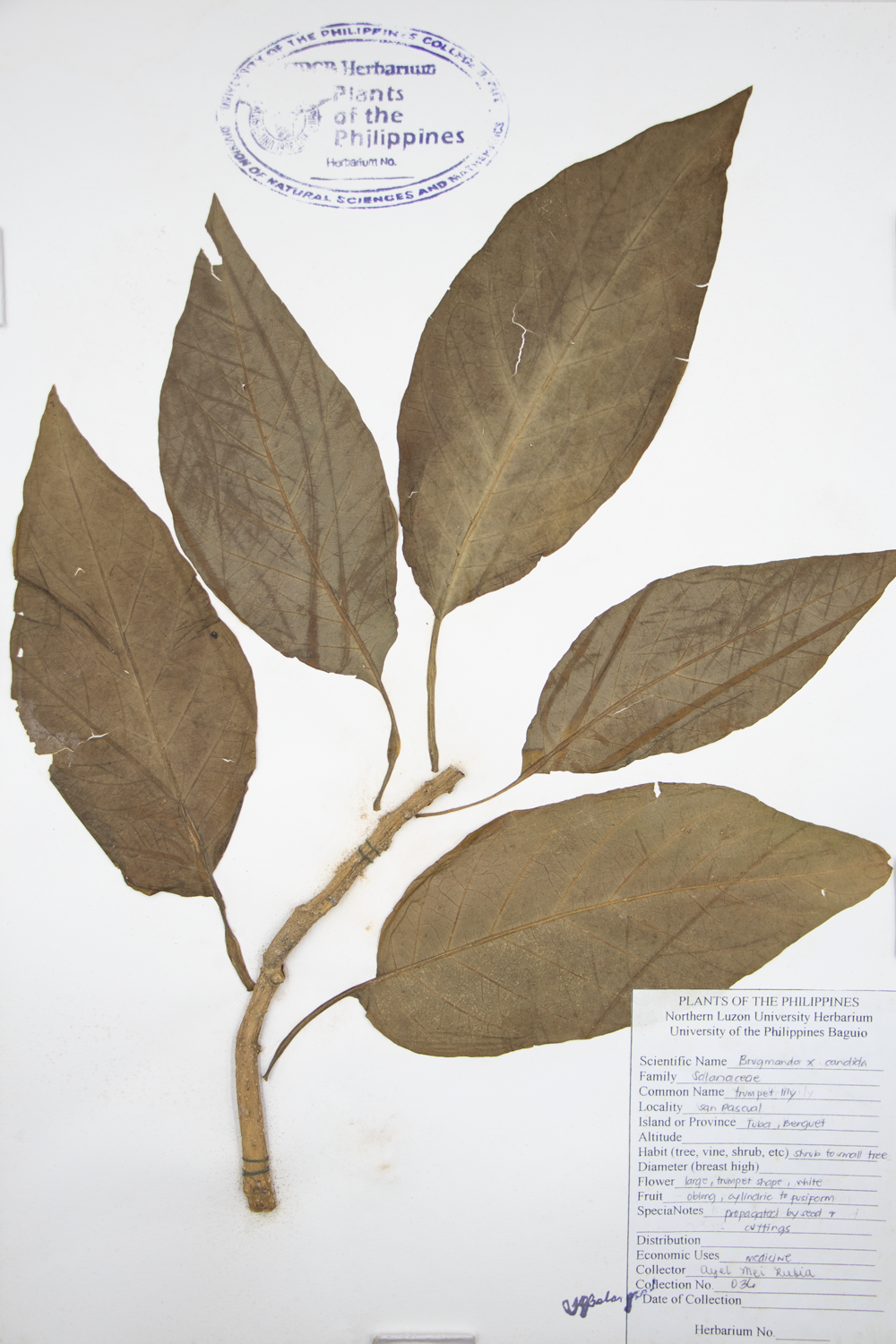 Image of Solanaceae Brugmansia x candida