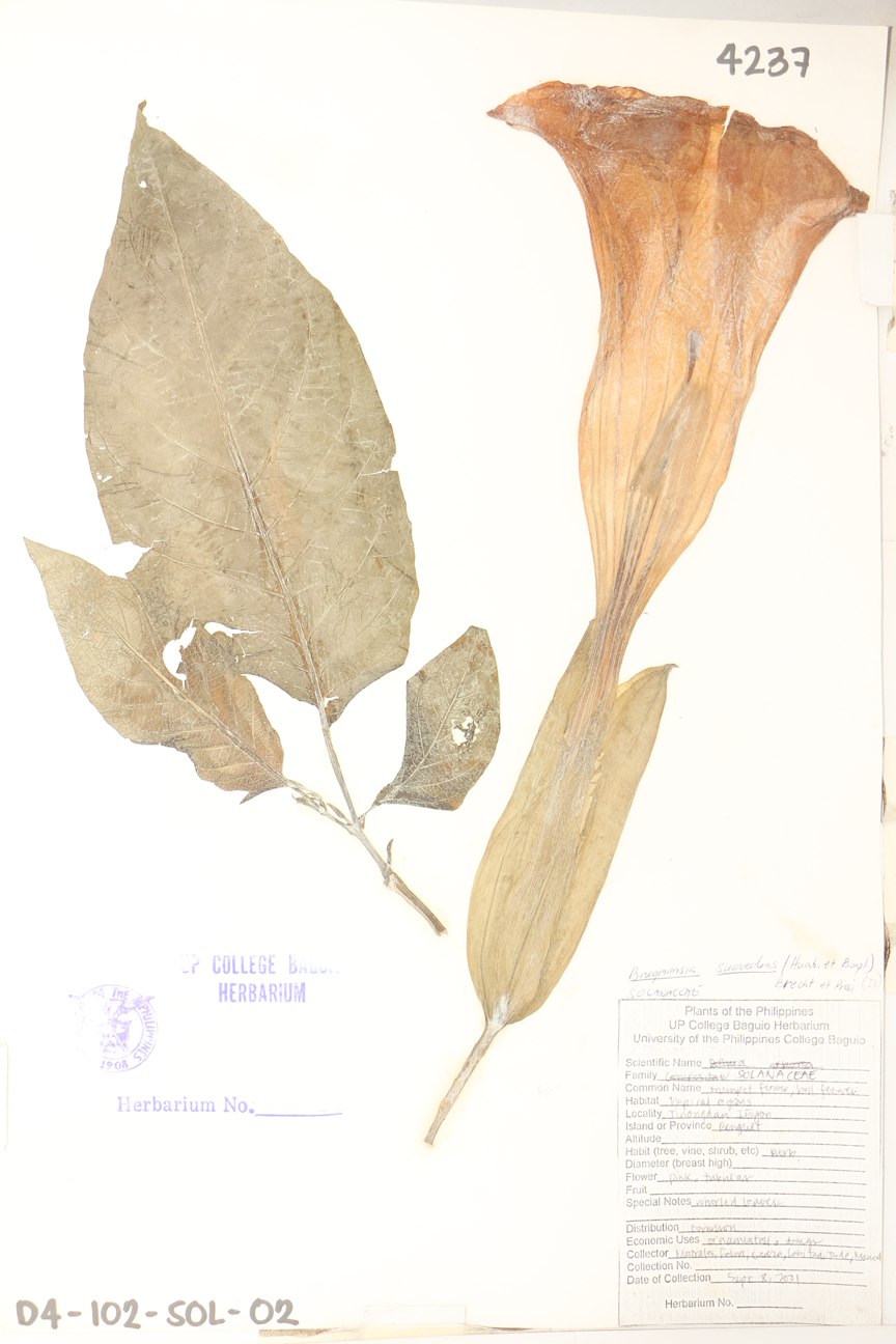 Image of Solanaceae Brugmansia suaveolens