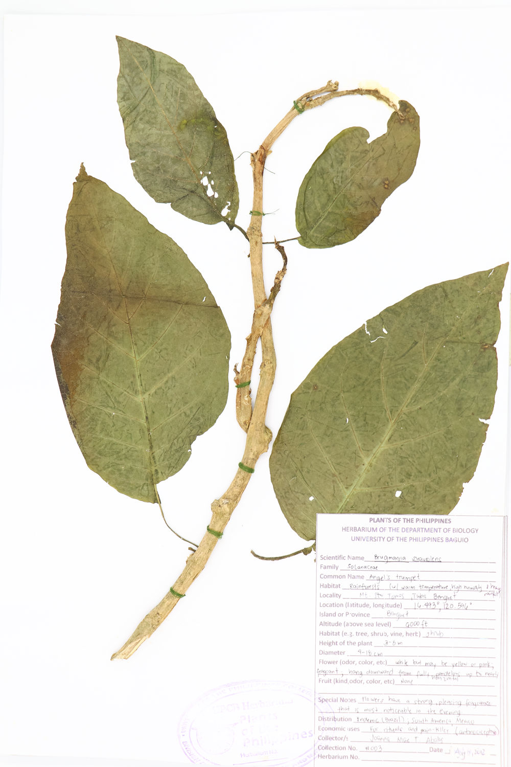 Image of Solanaceae Brugmansia suaveolens