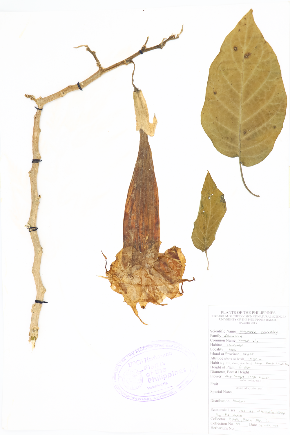 Image of Solanaceae Brugmansia suaveolens