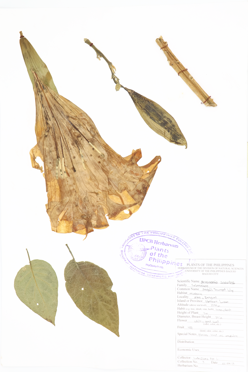 Image of Solanaceae Brugmansia suaveolens