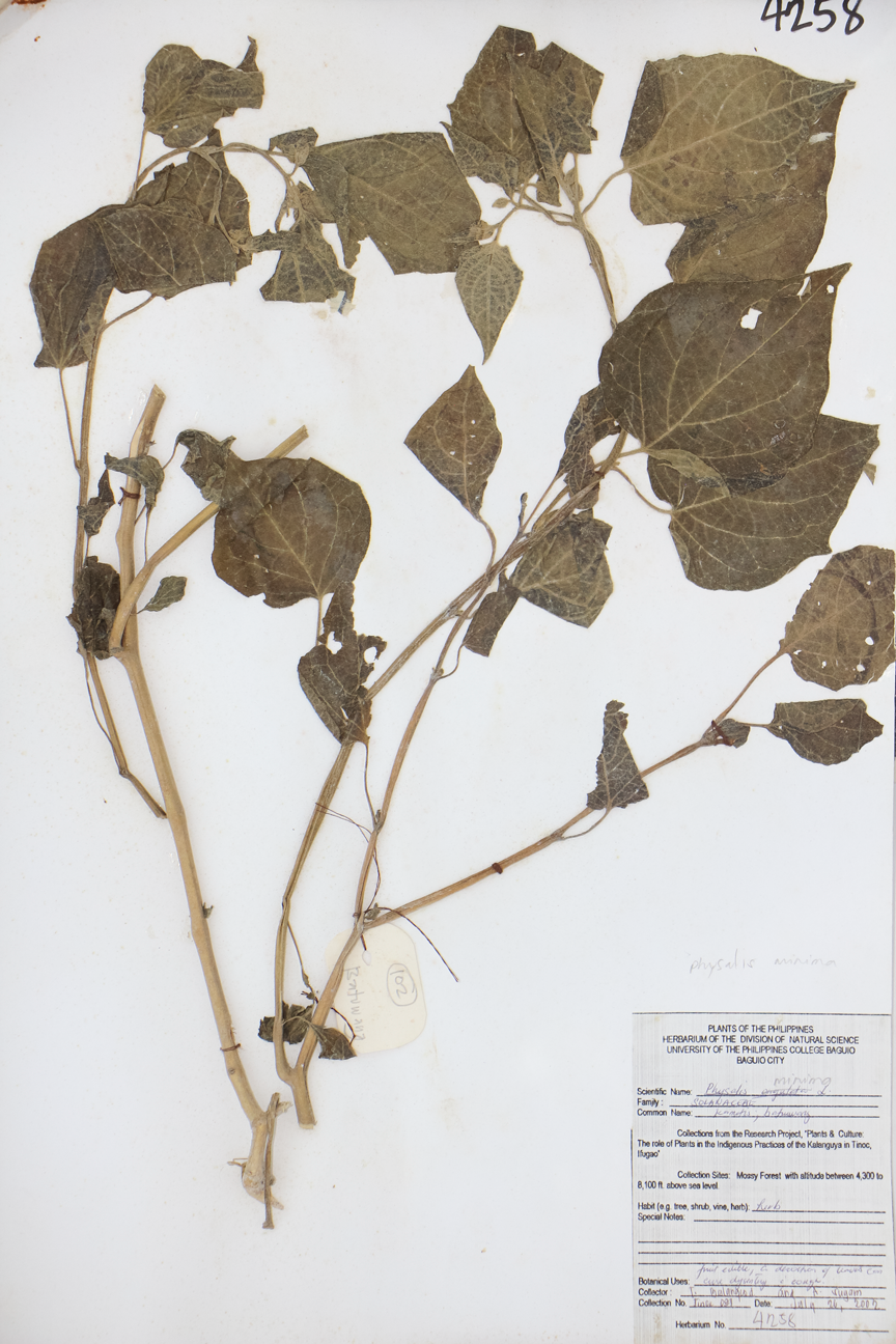 Image of Solanaceae Physalis minima