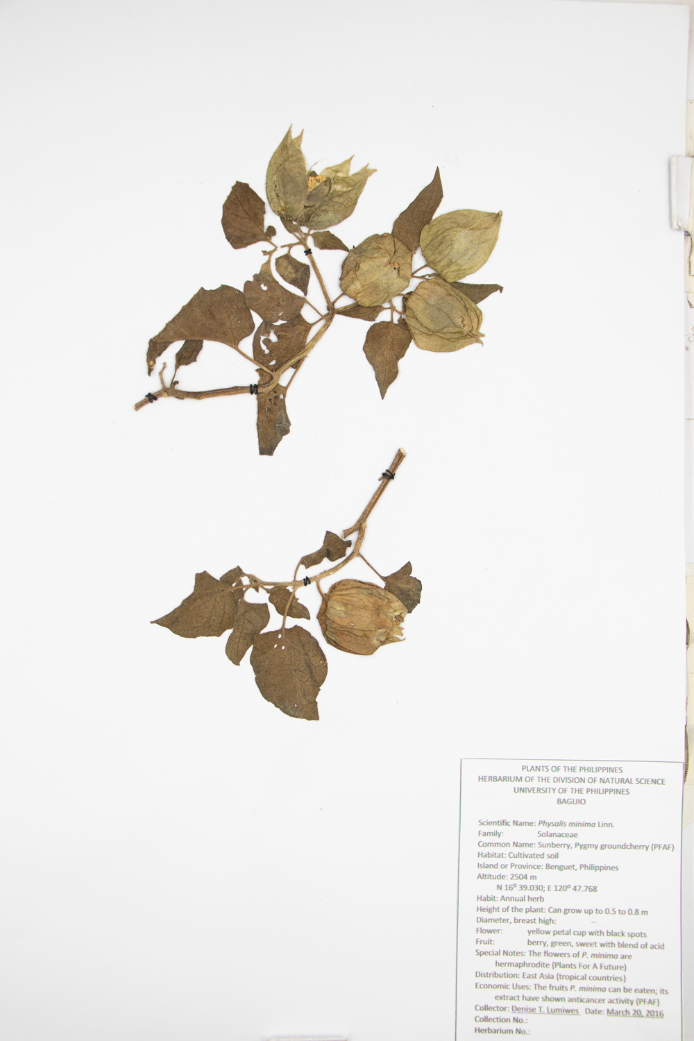 Image of Solanaceae Physalis minima