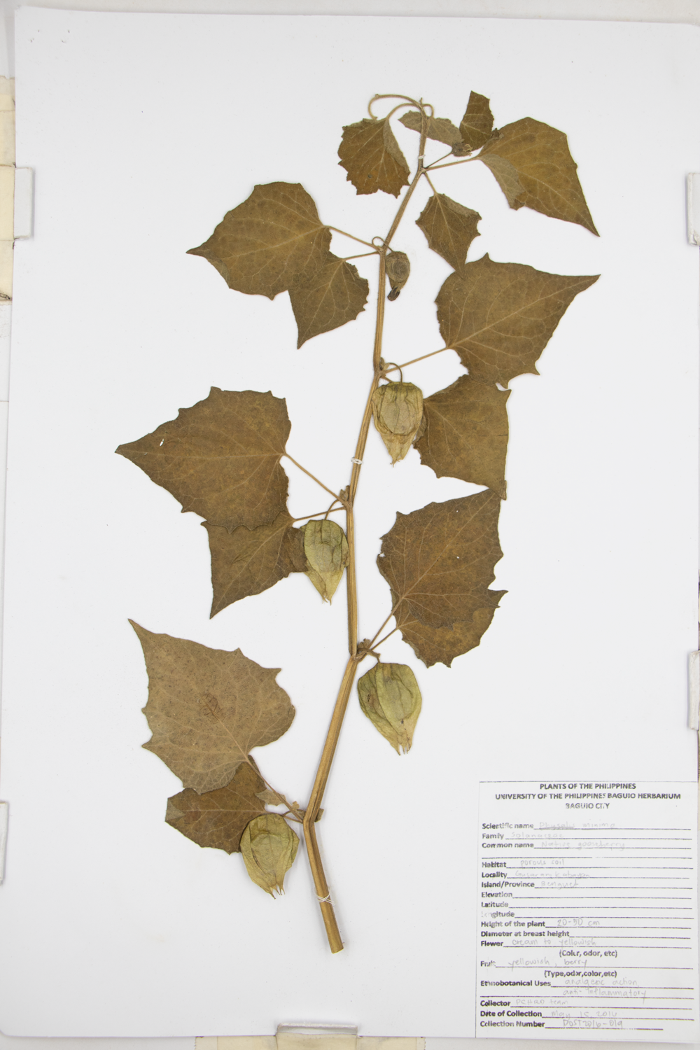 Image of Solanaceae Physalis minima