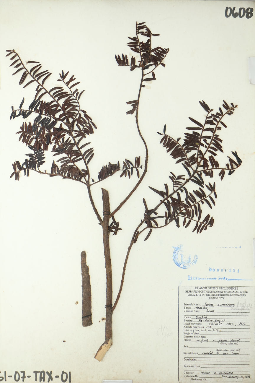 Image of Taxaceae Taxus wallichiana