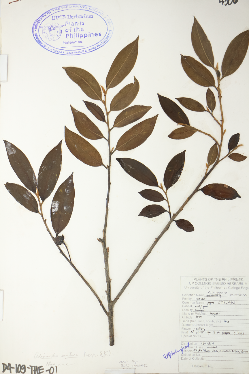 Image of Pentaphylacaceae Cleyera japonica var. montana