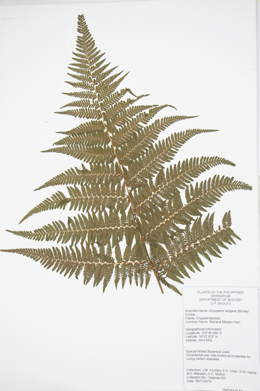 Image of Dryopteridaceae Macrothelypteris torresiana