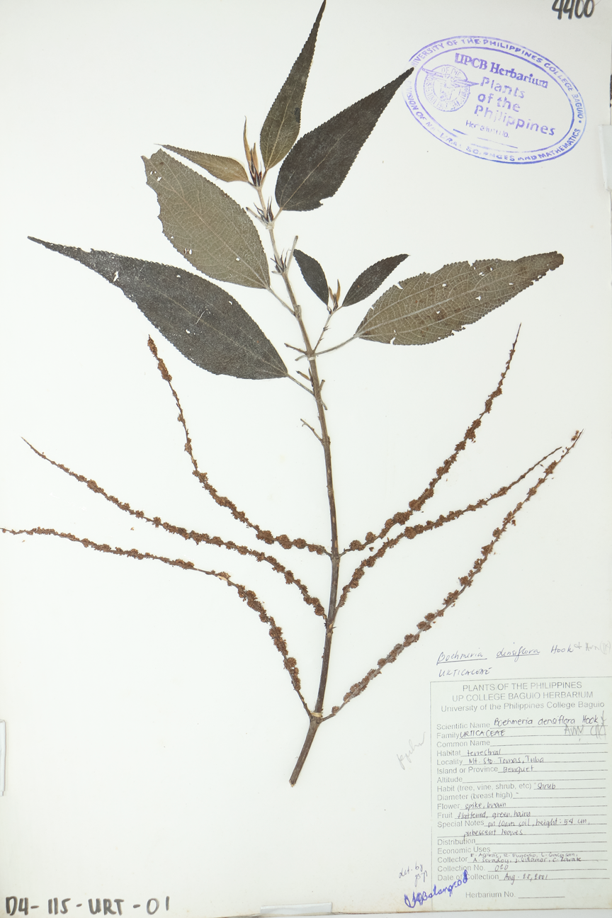 Image of Urticaceae Boehmeria densiflora