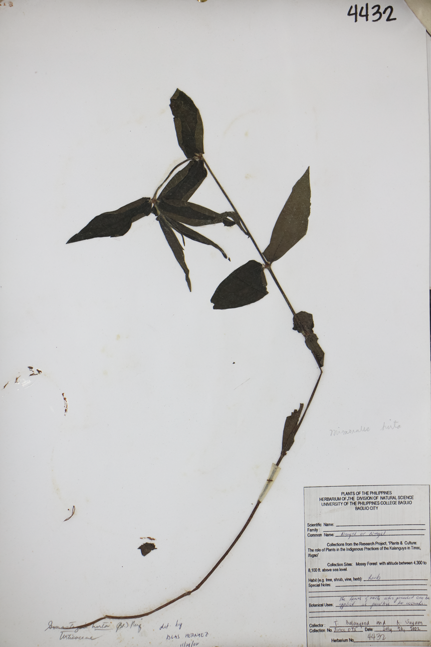 Image of Urticaceae Gonostegia hirta