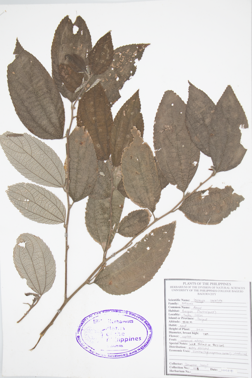 Image of Urticaceae Leucosyke capitellata