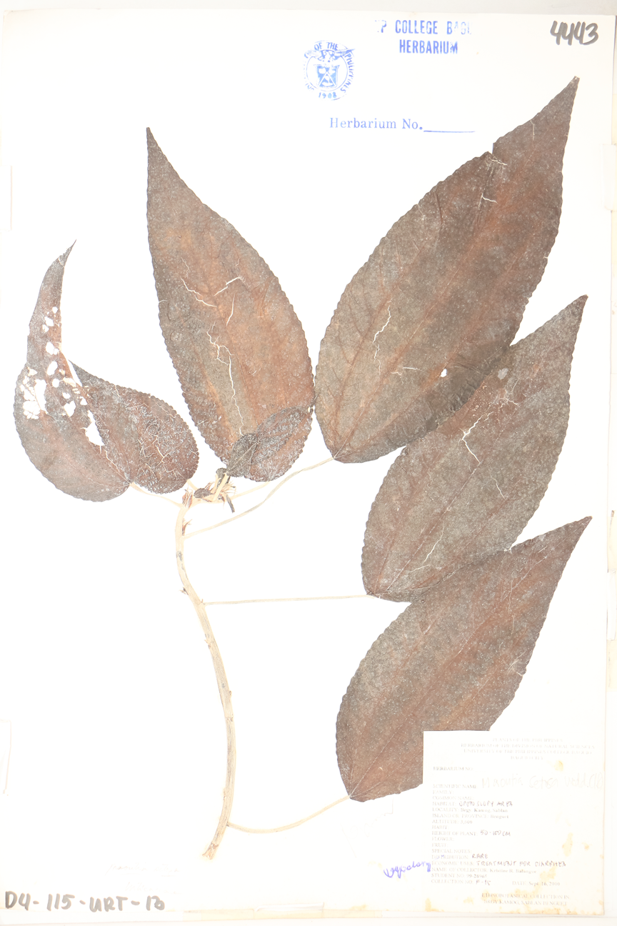 Image of Urticaceae Maoutia setosa