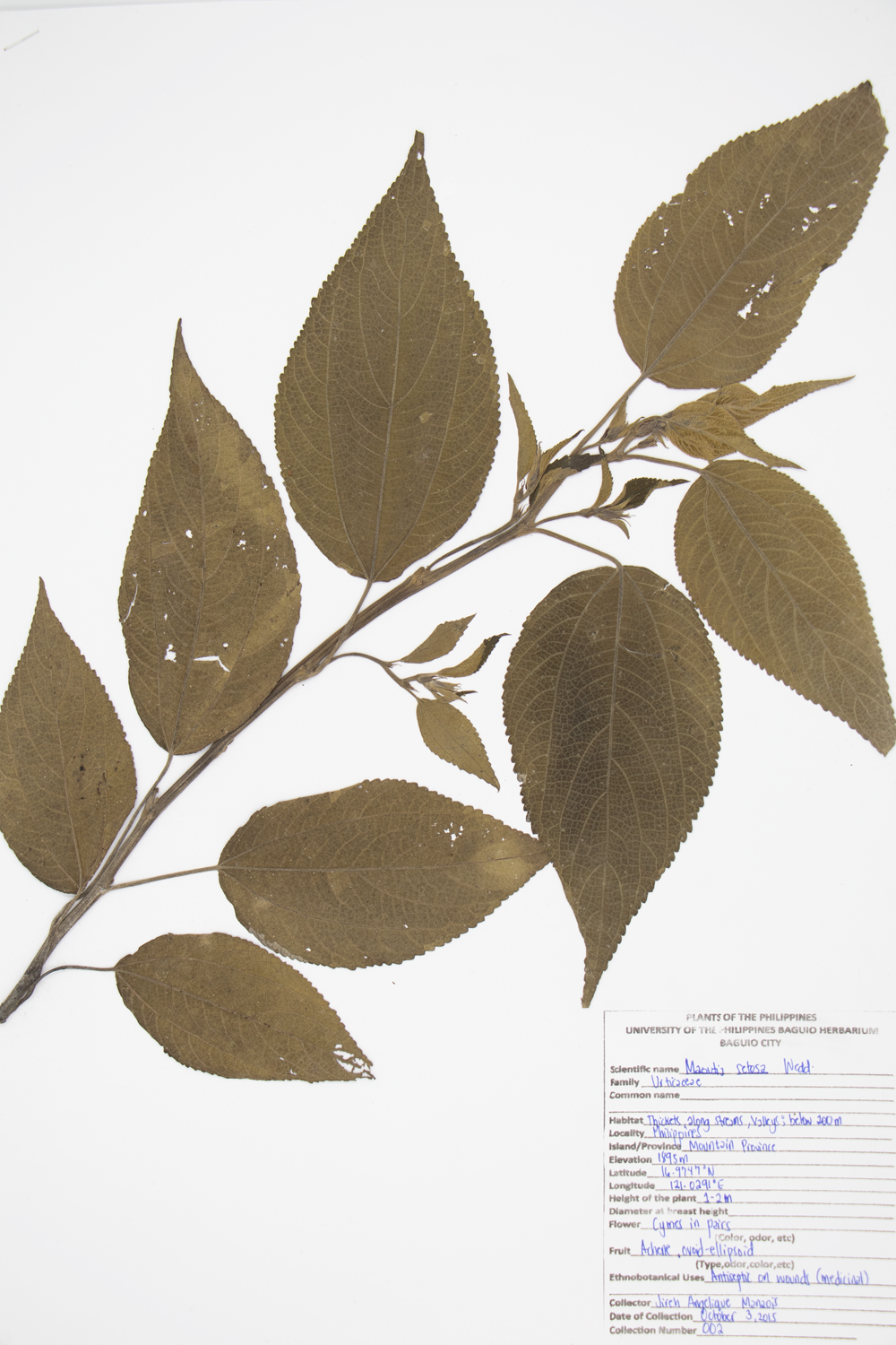 Image of Urticaceae Maoutia setosa