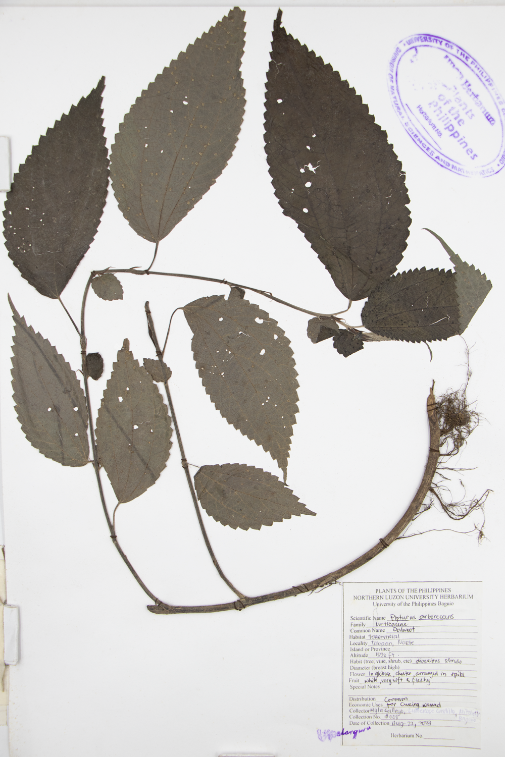 Image of Urticaceae Pipturus arborescens