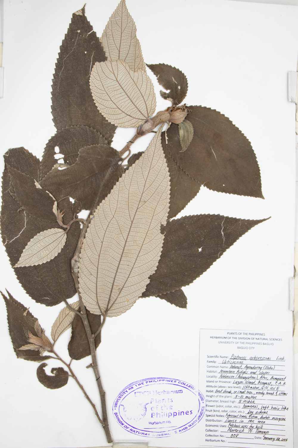 Image of Urticaceae Pipturus arborescens