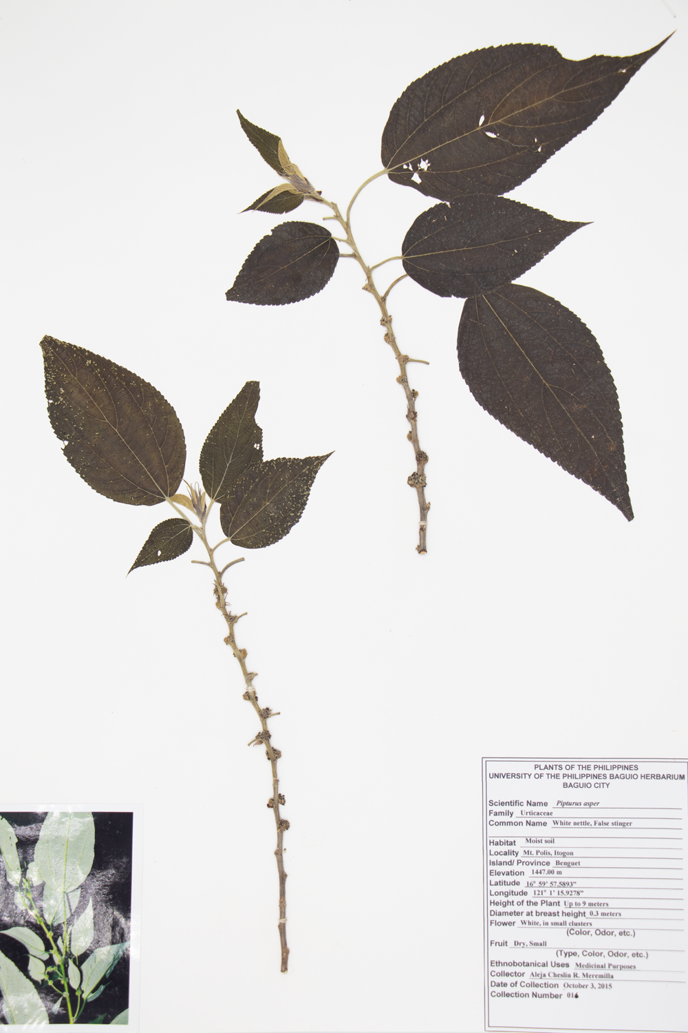 Image of Urticaceae Pipturus arborescens