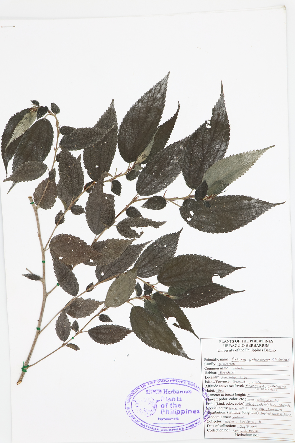 Image of Urticaceae Pipturus arborescens